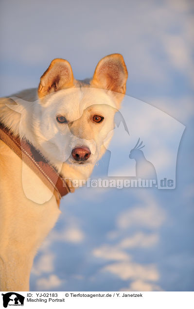 Mischling Portrait / mongrel portrait / YJ-02183