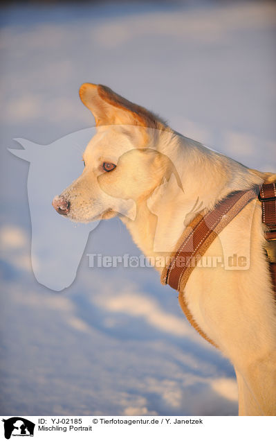 Mischling Portrait / mongrel portrait / YJ-02185