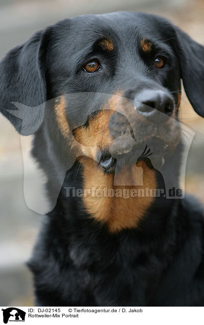 Rottweiler-Mix Portrait / mongrel portrait / DJ-02145