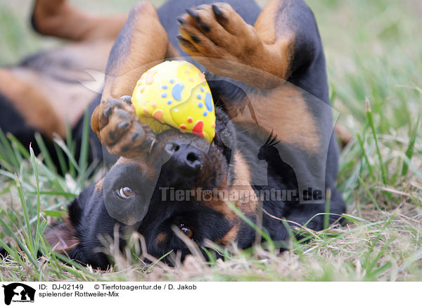 spielender Rottweiler-Mix / playing mongrel / DJ-02149