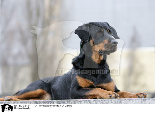 Rottweiler-Mix / mongrel / DJ-02151