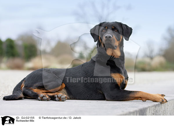 Rottweiler-Mix / mongrel / DJ-02155