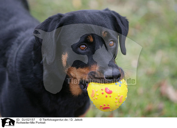 Rottweiler-Mix Portrait / mongrel portrait / DJ-02157