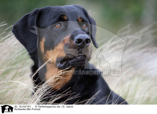 Rottweiler-Mix Portrait / mongrel portrait / DJ-02161