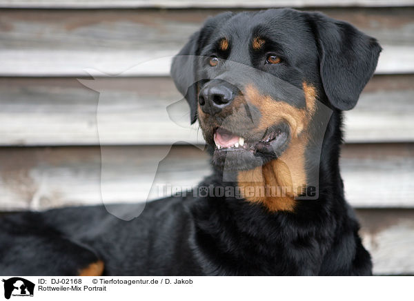 Rottweiler-Mix Portrait / mongrel portrait / DJ-02168