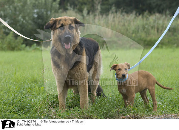 Schferhund-Mixe / mongrels / TM-02376