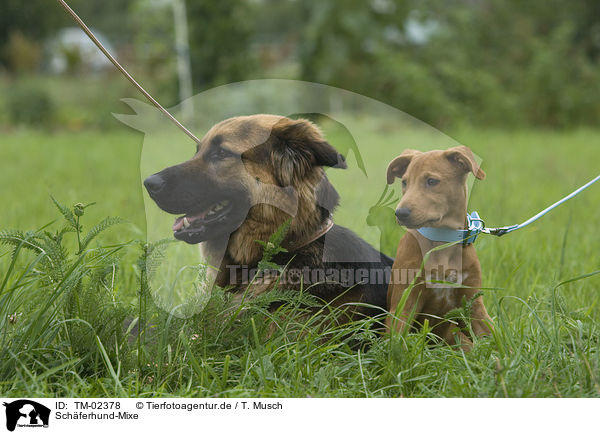 Schferhund-Mixe / mongrels / TM-02378