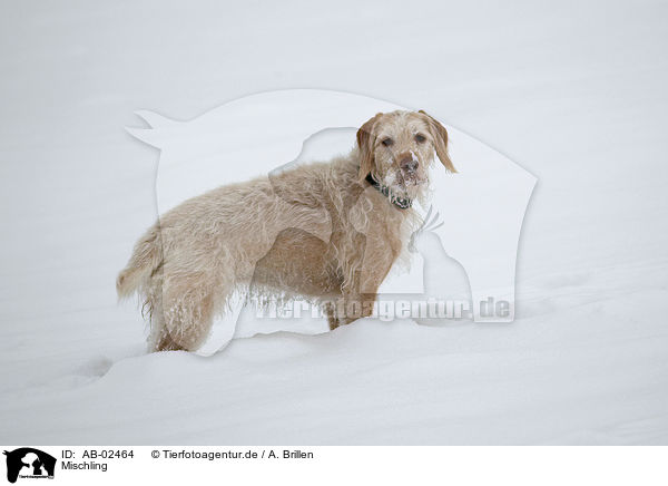 Mischling / mongrel / AB-02464