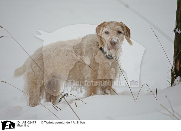 Mischling / mongrel / AB-02477