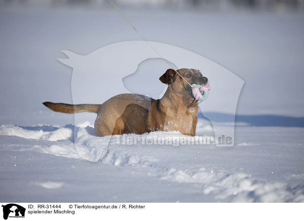 spielender Mischling / playing mongrel / RR-31444