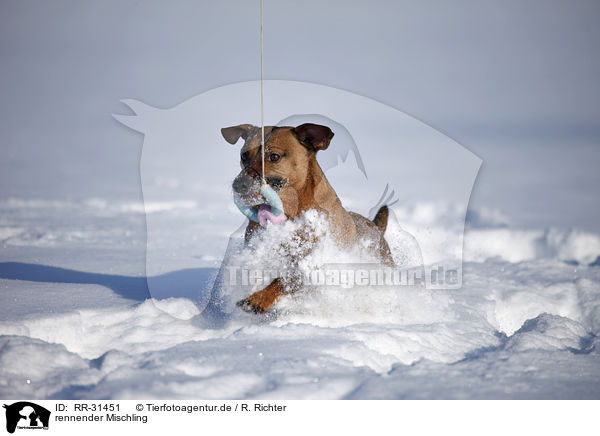 rennender Mischling / running Mongrel / RR-31451