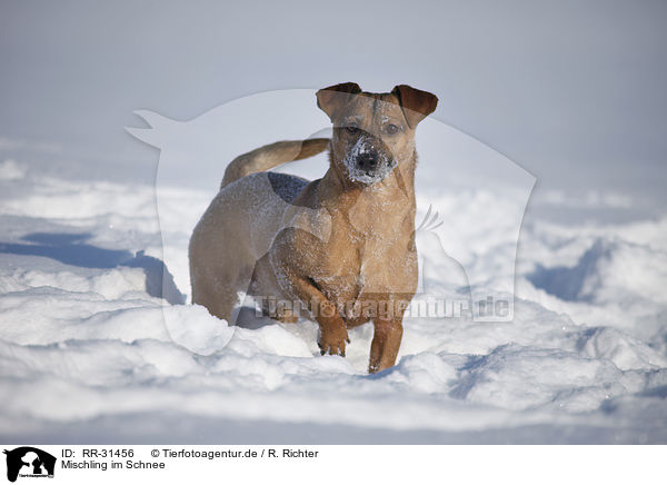 Mischling im Schnee / mongrel in snow / RR-31456
