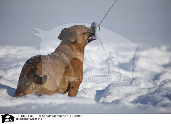 spielender Mischling / playing mongrel / RR-31460