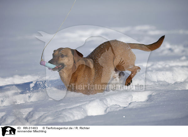 rennender Mischling / running Mongrel / RR-31463