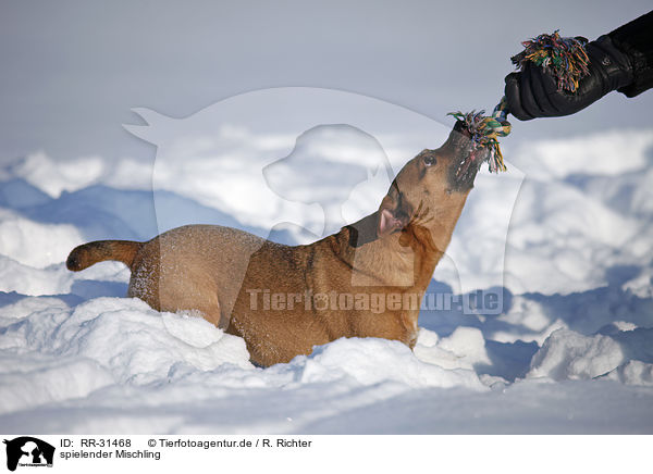 spielender Mischling / playing Mongrel / RR-31468