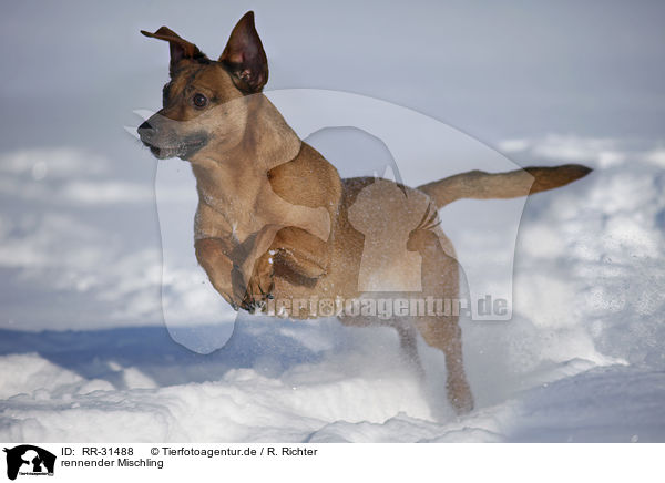 rennender Mischling / running Mongrel / RR-31488