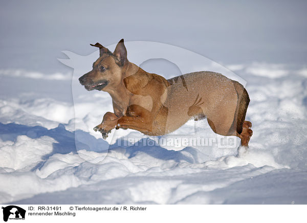 rennender Mischling / running Mongrel / RR-31491