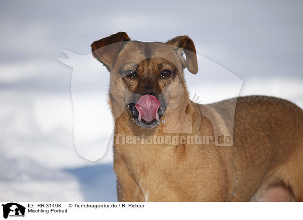 Mischling Portrait / mongrel portrait / RR-31498