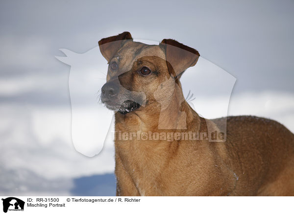 Mischling Portrait / mongrel portrait / RR-31500