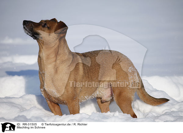 Mischling im Schnee / mongrel in snow / RR-31505