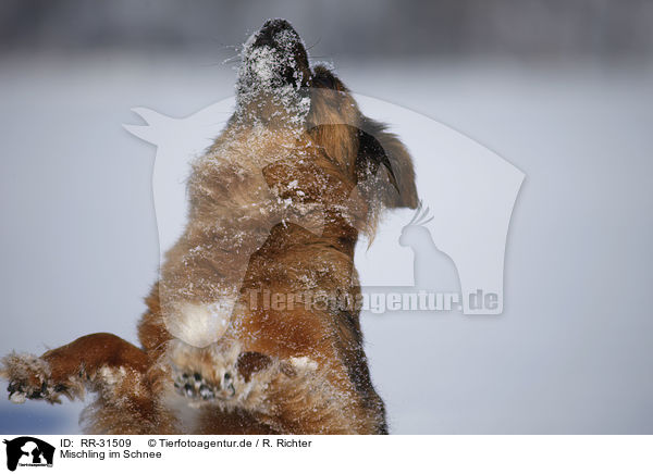 Mischling im Schnee / mongrel in snow / RR-31509