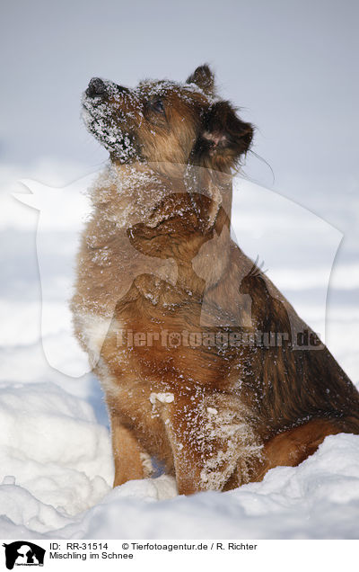 Mischling im Schnee / mongrel in snow / RR-31514