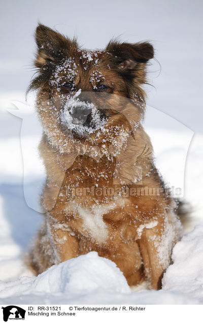Mischling im Schnee / mongrel in snow / RR-31521