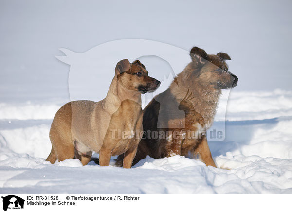 Mischlinge im Schnee / mongrels in snow / RR-31528