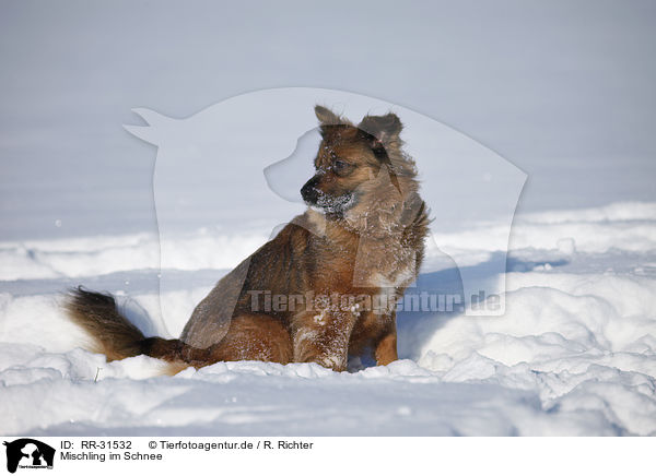 Mischling im Schnee / mongrel in snow / RR-31532
