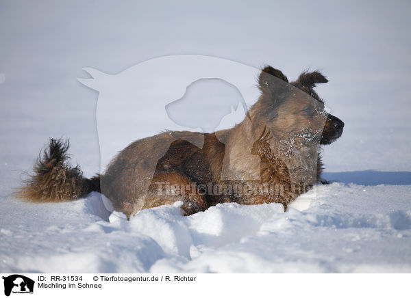 Mischling im Schnee / mongrel in snow / RR-31534