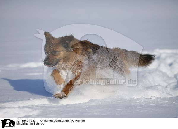 Mischling im Schnee / mongrel in snow / RR-31537