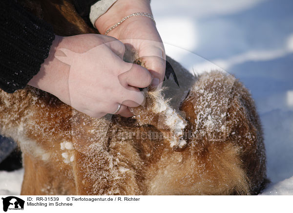 Mischling im Schnee / mongrel in snow / RR-31539