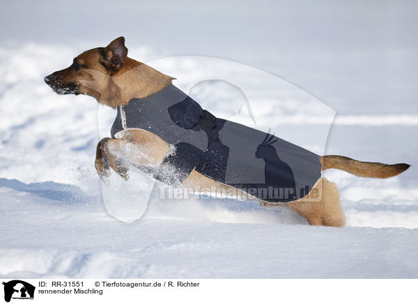 rennender Mischling / running Mongrel / RR-31551