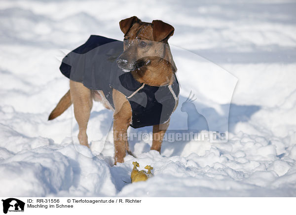 Mischling im Schnee / mongrel in snow / RR-31556