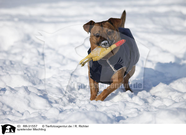 spielender Mischling / playing Mongrel / RR-31557