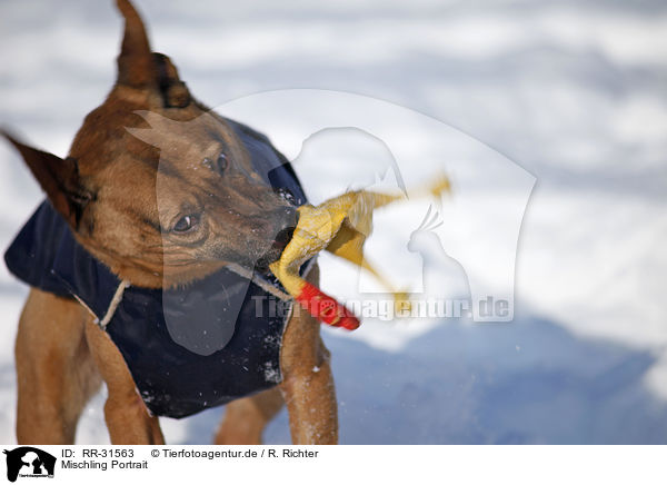 Mischling Portrait / mongrel portrait / RR-31563