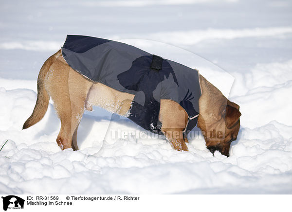 Mischling im Schnee / mongrel in snow / RR-31569