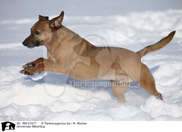 rennender Mischling / running Mongrel / RR-31571