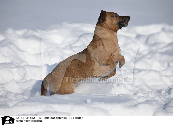 rennender Mischling / running Mongrel / RR-31582