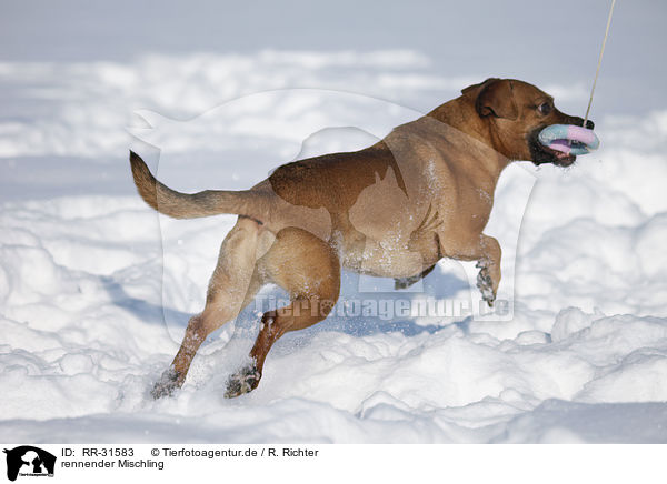 rennender Mischling / running Mongrel / RR-31583