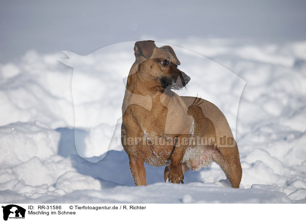 Mischling im Schnee / mongrel in snow / RR-31586