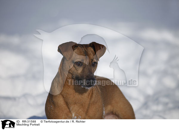 Mischling Portrait / mongrel portrait / RR-31588