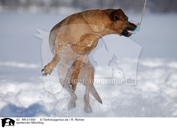spielender Mischling / playing mongrel / RR-31590