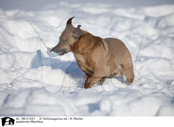 spielender Mischling / playing mongrel / RR-31591