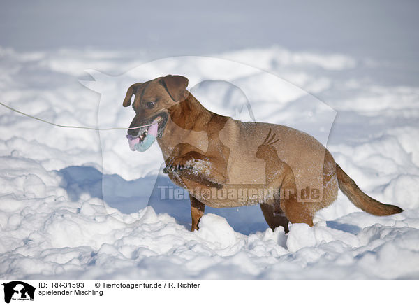 spielender Mischling / playing mongrel / RR-31593