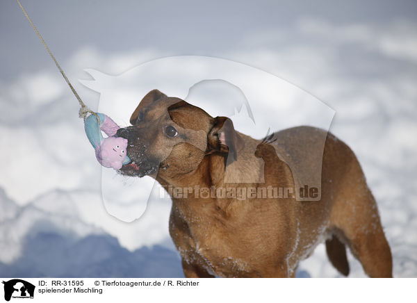 spielender Mischling / playing mongrel / RR-31595
