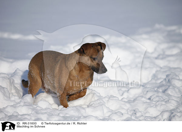 Mischling im Schnee / mongrel in snow / RR-31600