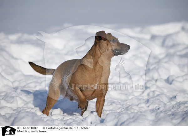 Mischling im Schnee / mongrel in snow / RR-31607