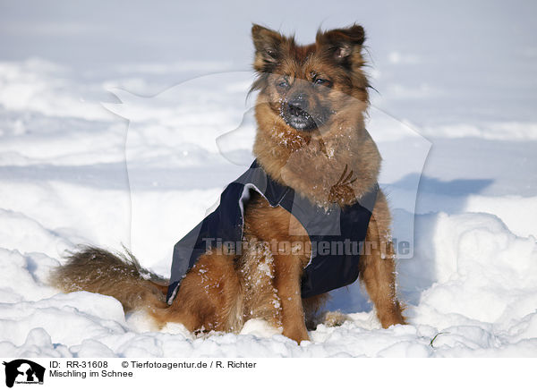 Mischling im Schnee / mongrel in snow / RR-31608