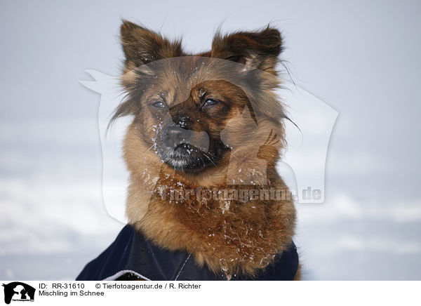 Mischling im Schnee / mongrel in snow / RR-31610